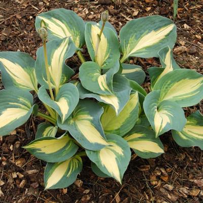 Hosta 'Dream Queen'